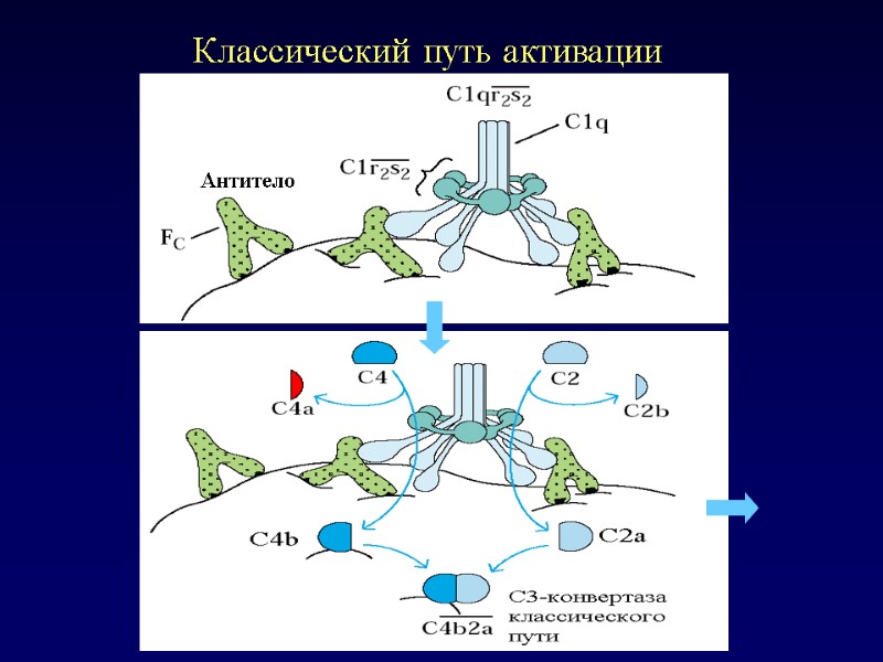 Классический путь активации